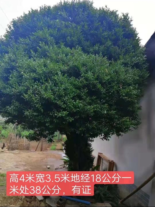 黃楊