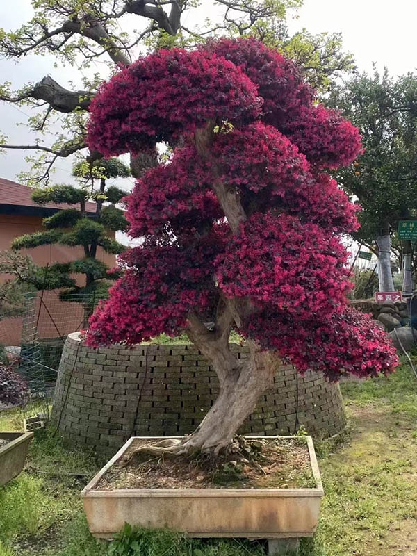 紅花繼木