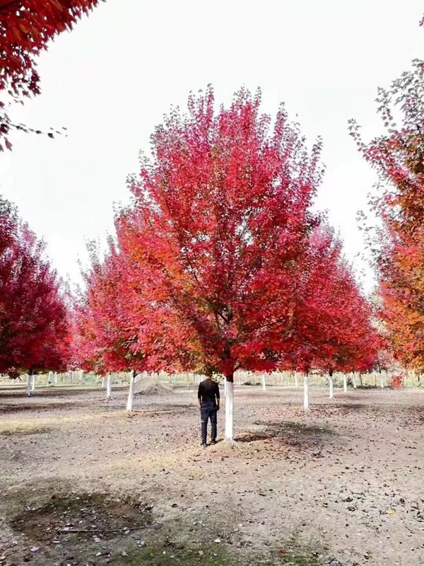 美國紅楓